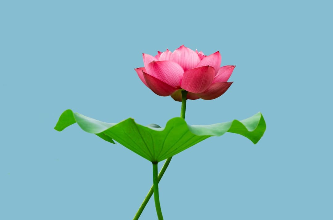 小咘芽回绝谢娜画饼 主打先处理根本问题